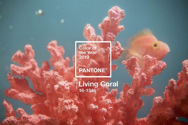 Главный цвет 2019 года по версии PANTONE Главный цвет 2019 года по версии PANTONE